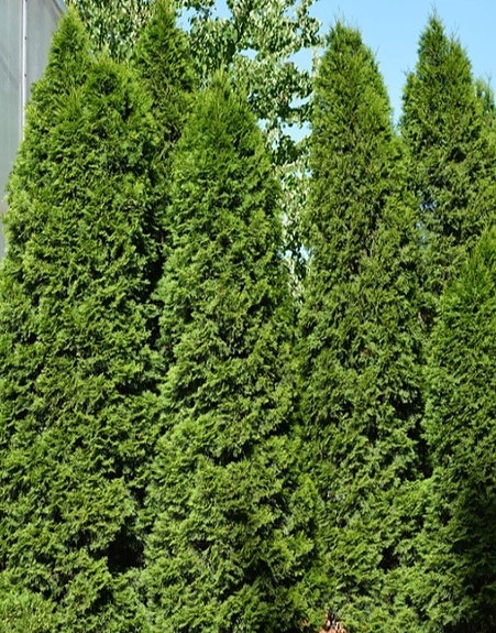 Tuija n. 200cm