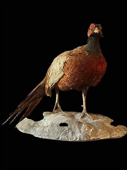 Fasaani
