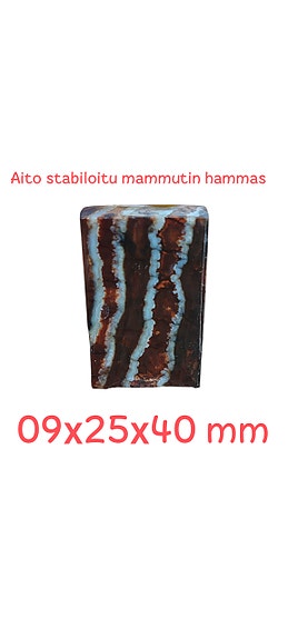 Aito stabiloitu mammutin hammas