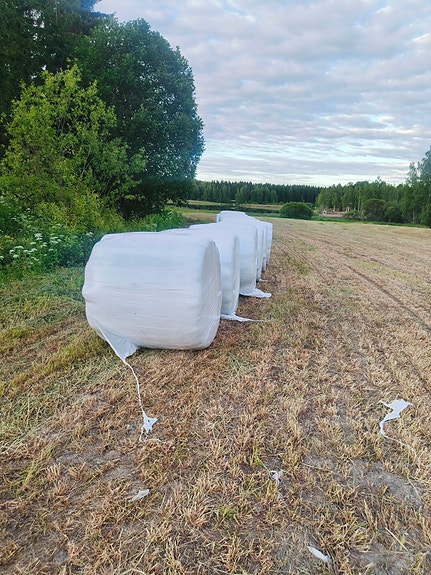 Esikuivattu heinä