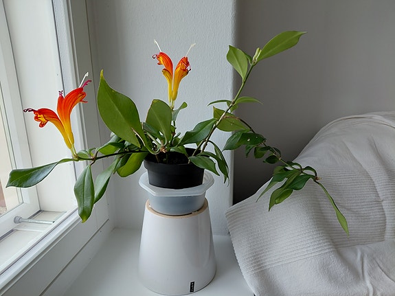 Perinteinen soihtuköynnös