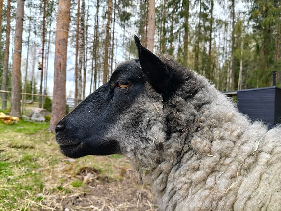 Kauran olkea kuivikkeeksi