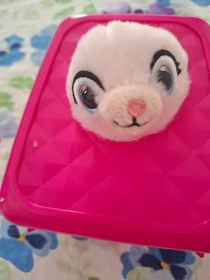 Pieni koira