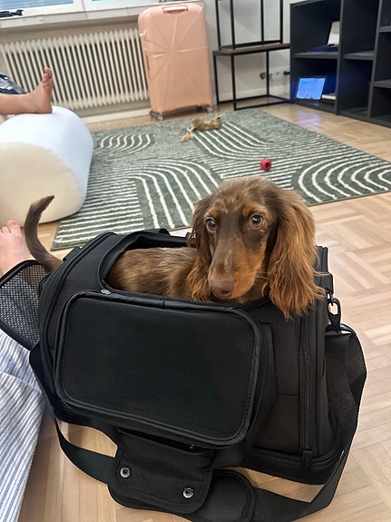 Trixie Plane kantolaukku koiran koppa