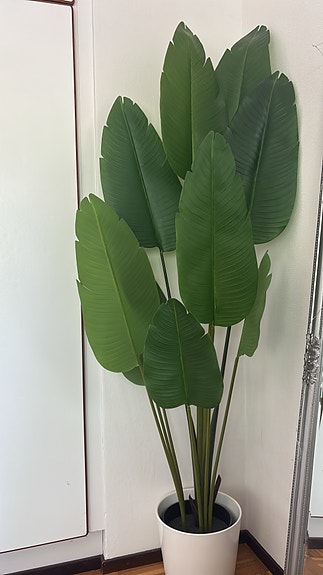 IKEA koristekasvi + ruukku