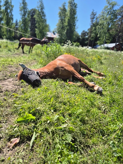 Shettistamma