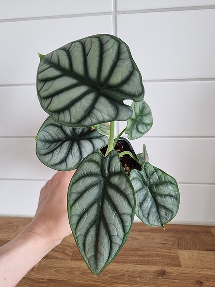 Alocasia Silver Dragon