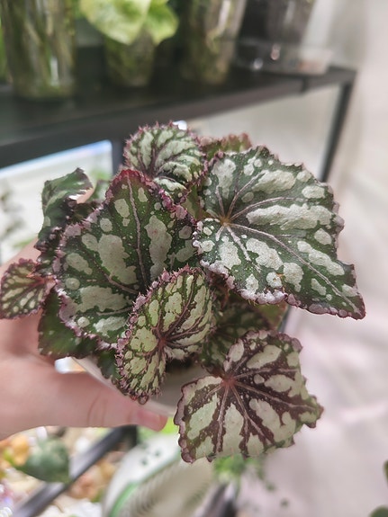 Begonia rex Dew Drop