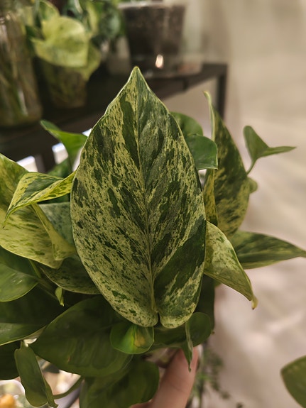 Epipremnum aureum Marble Snow Leopard (kultaköynnös)