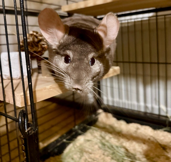 Chinchilla uros