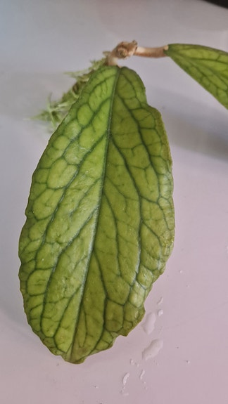 Hoya finlaysonii. .