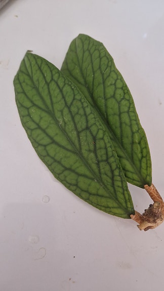 Hoya finlaysonii
