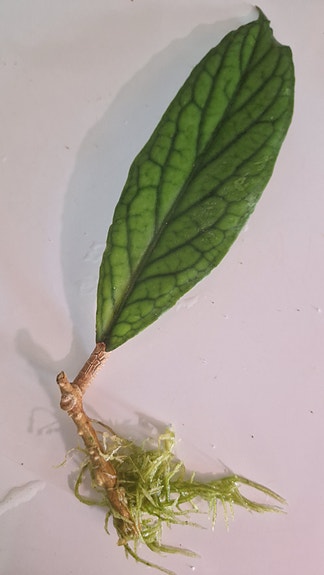 Hoya finlaysonii