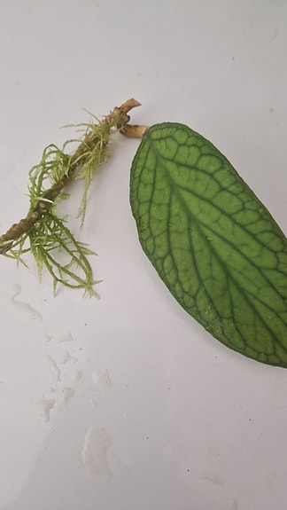 Hoya finlaysonii