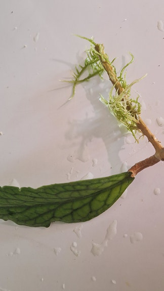 Hoya finlaysonii
