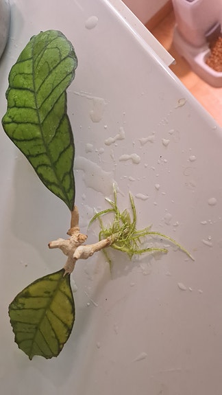 Hoya callistophylla