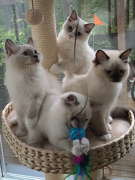 Ragdoll pentuja