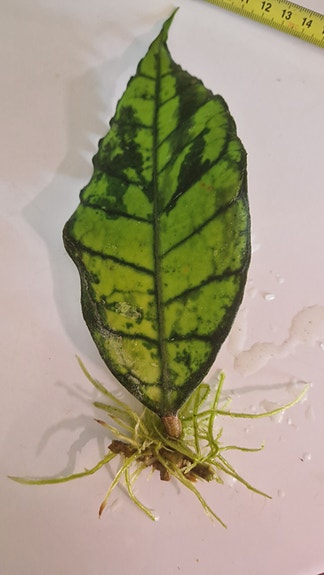 Hoya callistophylla