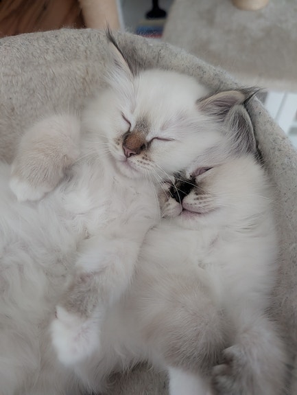 Pyhä Birman pennut