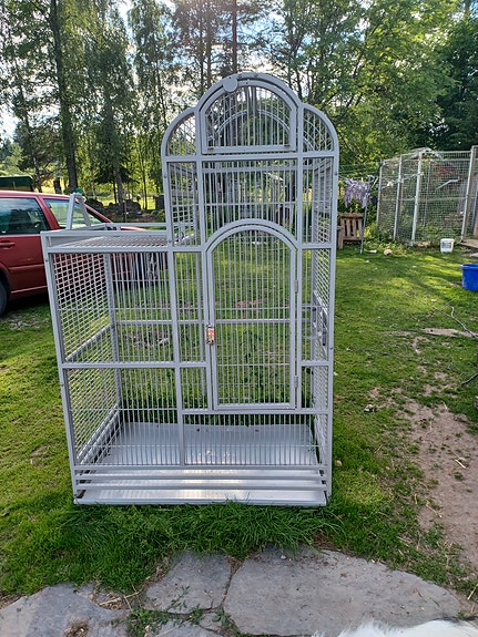 Papukaijan iso häkki