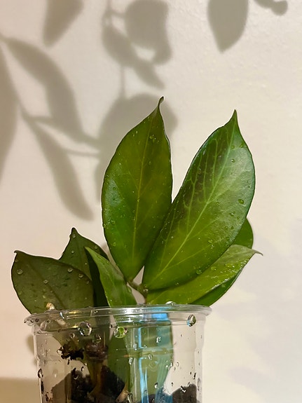 Hoya sunrise