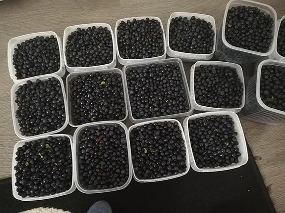 Mustikoita myytävänä