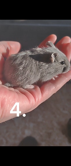 Campbellin kääpiöhamsterin poikasia
