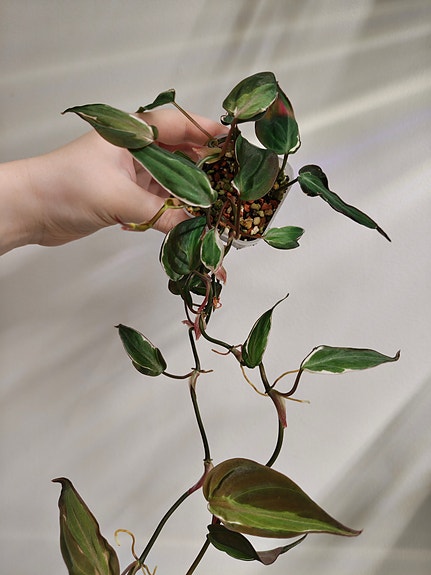 Philodendron Velvet Halo (köynnösvehka)