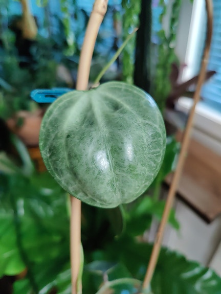 Hoya latifolia silver