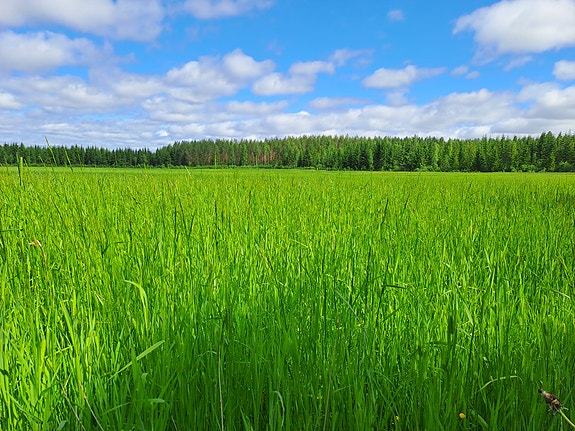 Heinää pystyyn tai paalataan tilauksesta
