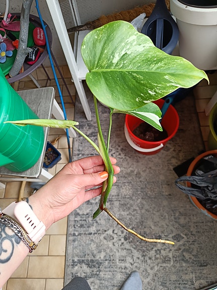 Monstera varigieata