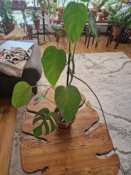 Monstera Sierrana