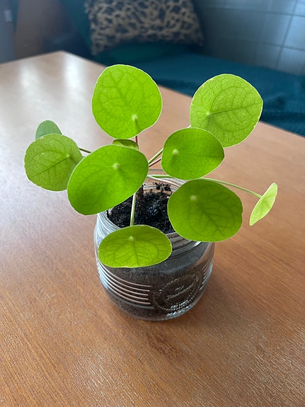Pieni kilpipiilea