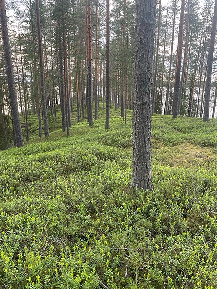 Kalastus tarvikkeet Katiska verkko rysä,nuotta