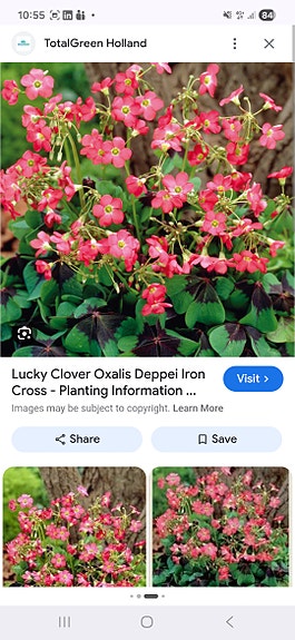 Ostetaan Onnenapila Iron Cross