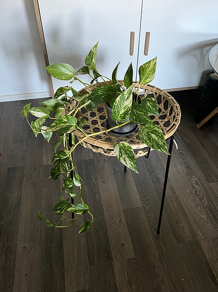 Rottinkinen kasvipöytä/muu taso