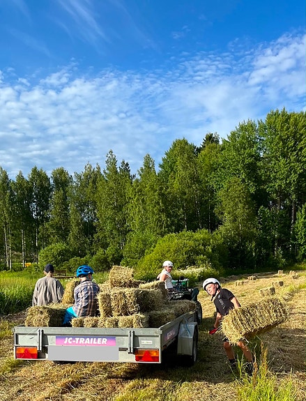 Pienpaaliheinää myytävänä