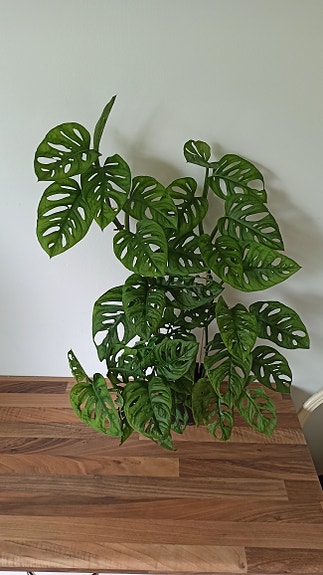 Aarnipeikonlehti (monstera adansonii)