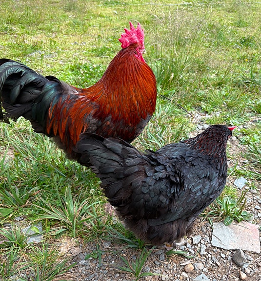 Puhdasrotuinen Marans-pari (kana ja kukko).