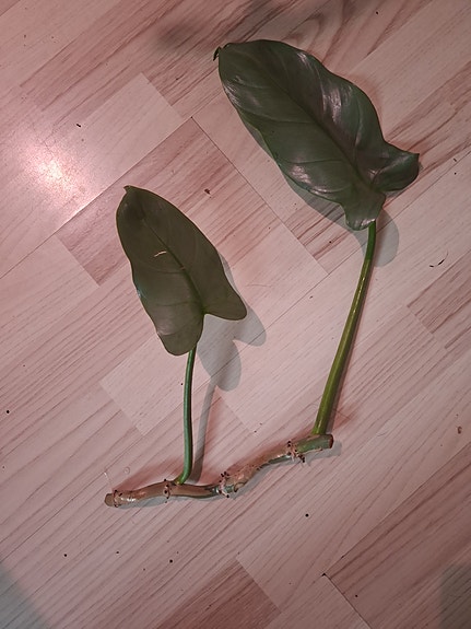 philodendron silver sword