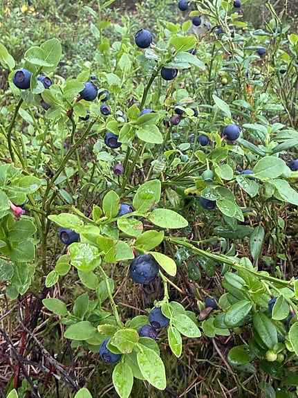 Mustikoita HYVINKÄÄ