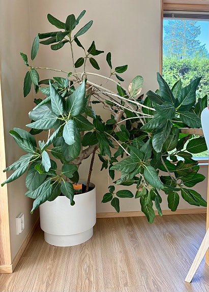 Ficus viherkasvi iso ruukkukasvi