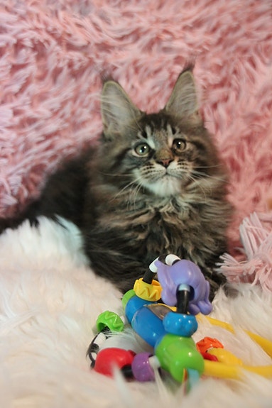 VARATTAVISSA  Maine Coon pentuja