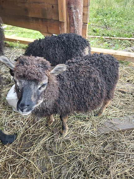 Pikku Ram