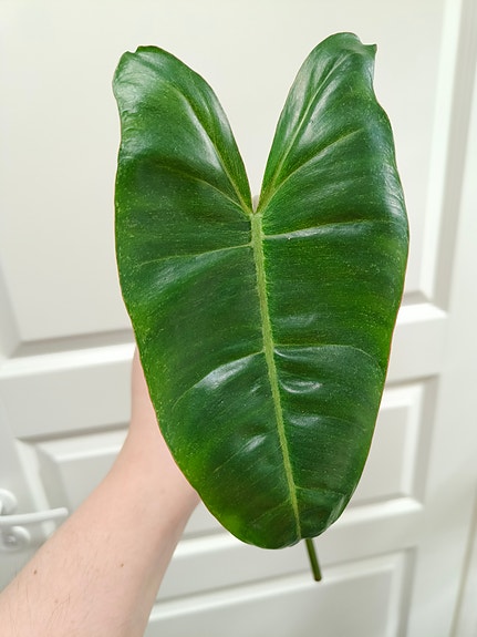 Philodendron Paraiso verde