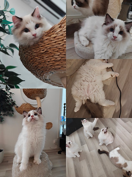 Ragdoll