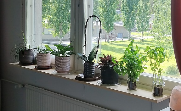 Seinähylly