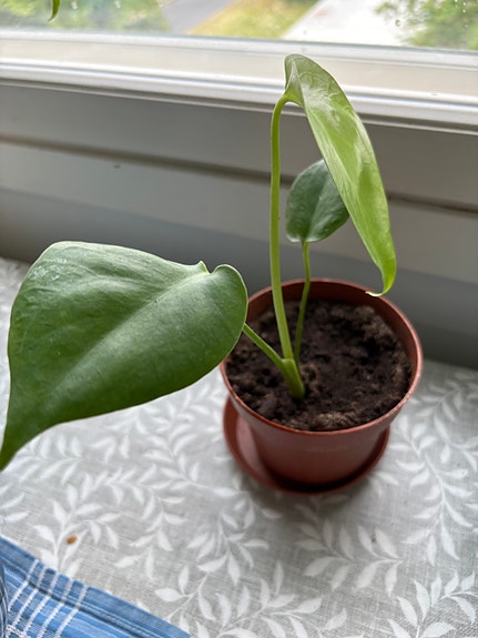 Iso jättipeikonlehti, Monstera deliciosa