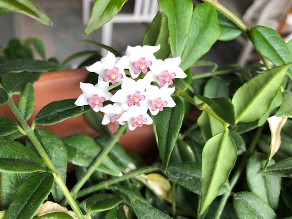 Hoya Bella Pikkuposliinikukka pistokkaat 5 kpl