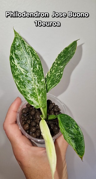 Philodendron Jose Buono
